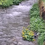 Mountainspring *