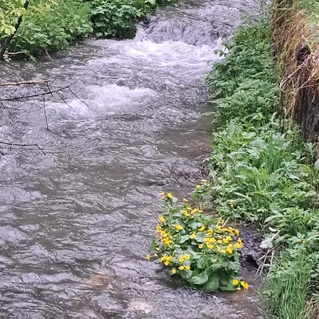 Mountainspring *